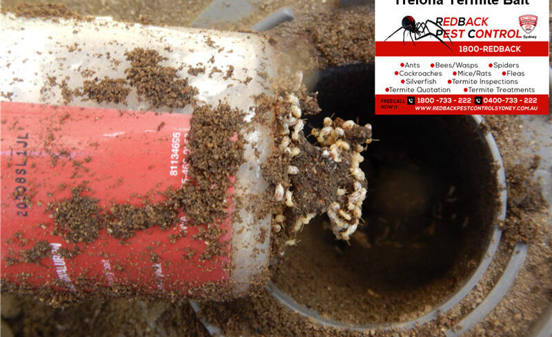 Termite Bait That Works