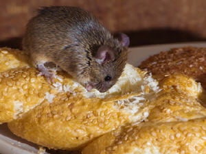 Common Pest Treatment for Mice Common Pest Treatment for Mice