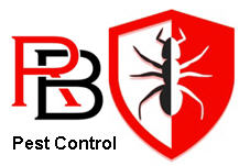 Redback Pest Control Sydney