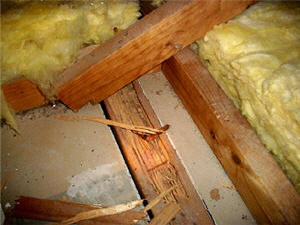 Termite Damage Termite Damage