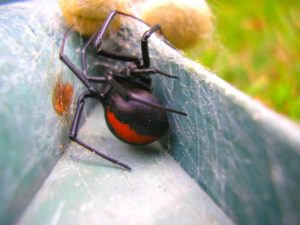 redback-spider redback-spider