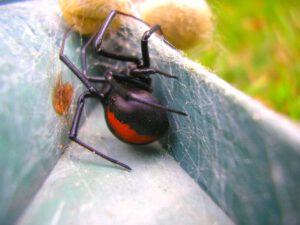 redback-spider