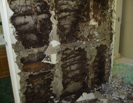 ALL TERMITES DEAD by redback pest control