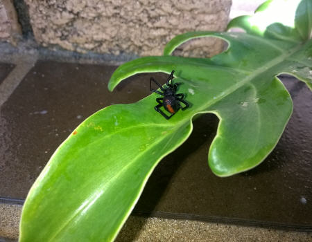 Dead Redback After Spray