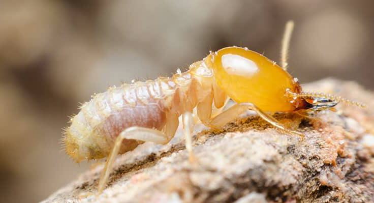 Termite Inspection Blue Mountains