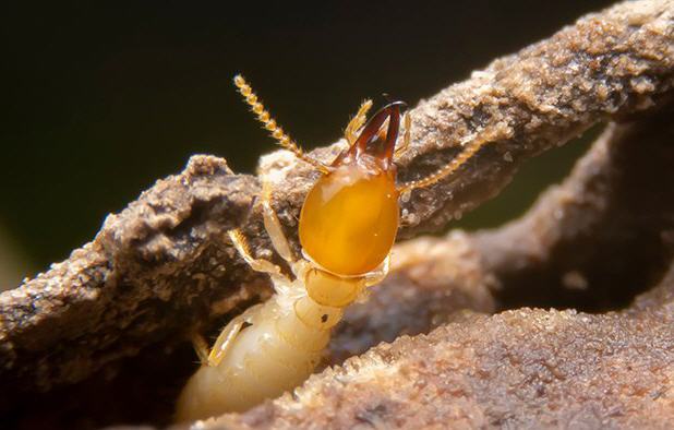 Termite Inspection Camden