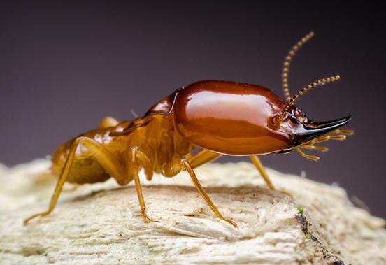 Termite Inspection Campbelltown