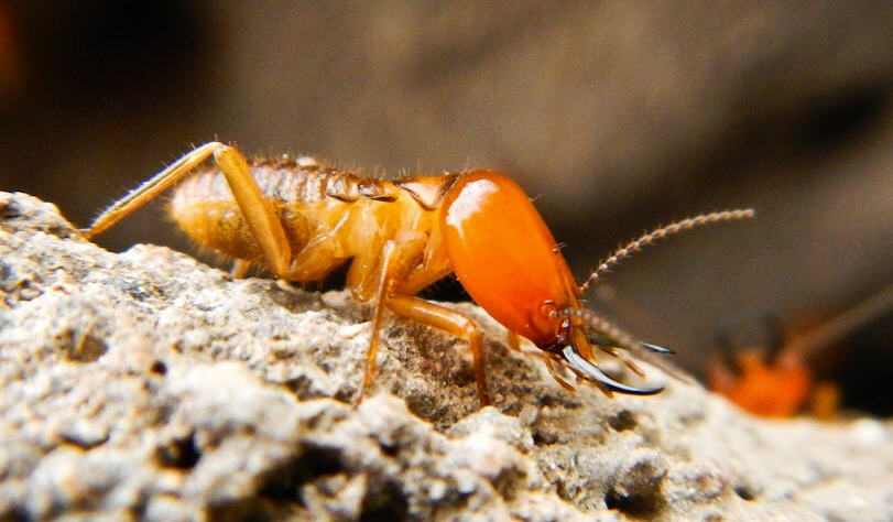 Termite Inspection Picton